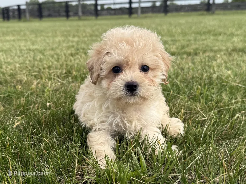 Marigold – Maltipoo puppy for sale in Lexington, KY