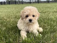 Marigold, a female Maltipoo for sale in Lexington, KY – 1 of 6