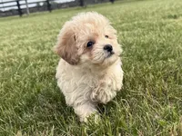 Marigold, a female Maltipoo for sale in Lexington, KY – 2 of 6