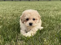 Marigold, a female Maltipoo for sale in Lexington, KY – 4 of 6