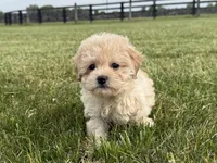 Marigold, a female Maltipoo for sale in Lexington, KY – 3 of 6