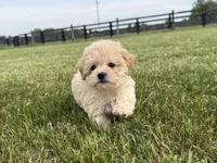 Marigold, a female Maltipoo for sale in Lexington, KY – 6 of 6
