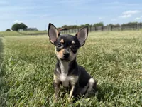 Sadie, a female Chihuahua for sale in Lexington, KY – 1 of 6