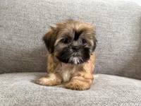 Marshall, a male Shih Tzu for sale in Lexington, KY – 3 of 5