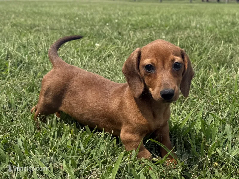 Ivy – Dachshund, Miniature Dachshund puppy for sale in Lexington, KY