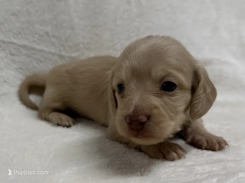 Gurty, AKc silky wire