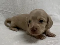 Gurty, AKc silky wire, a female Dachshund and Miniature Dachshund for sale in Lexington, KY – Photo 1 of 7