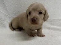 Gurty, AKc silky wire, a female Dachshund and Miniature Dachshund for sale in Lexington, KY – Photo 3 of 7