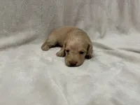 Gurty, AKc silky wire, a female Dachshund and Miniature Dachshund for sale in Lexington, KY – Photo 7 of 7