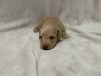 Gurty, AKc silky wire, a female Dachshund and Miniature Dachshund for sale in Lexington, KY – Photo 4 of 7