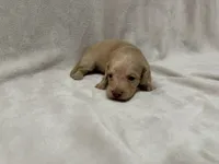 Gurty, AKc silky wire, a female Dachshund and Miniature Dachshund for sale in Lexington, KY – Photo 6 of 7