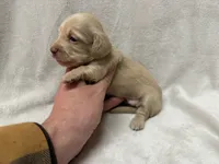 Gurty, AKc silky wire, a female Dachshund and Miniature Dachshund for sale in Lexington, KY – Photo 5 of 7