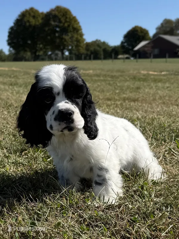 Jack – Cocker Spaniel puppy for sale in Lexington, KY