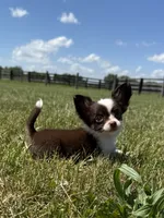 Chip, a male Chihuahua for sale in Lexington, KY – 2 of 9