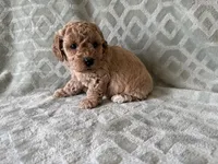 Peaches , a female Poodle - Miniature  for sale in Lexington, KY – 2 of 5