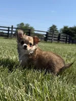 Rumor , a male Chihuahua for sale in Lexington, KY – Photo 2 of 4