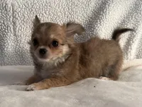 Rumor , a male Chihuahua for sale in Lexington, KY – Photo 4 of 4