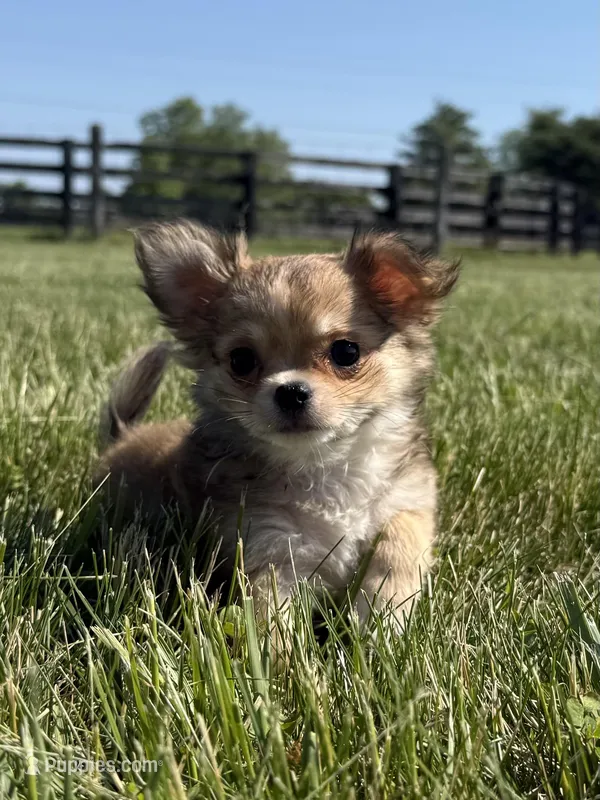 Rumor , a male Chihuahua for sale in Lexington, KY – Photo 1 of 4