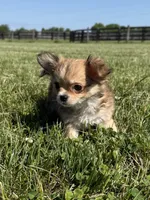 Rumor , a male Chihuahua for sale in Lexington, KY – Photo 3 of 4