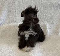 Penny, a female Miniature Schnauzer for sale in Lexington, KY – Photo 1 of 6