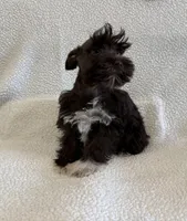 Penny, a female Miniature Schnauzer for sale in Lexington, KY – Photo 3 of 6