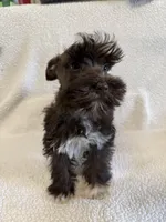 Penny, a female Miniature Schnauzer for sale in Lexington, KY – Photo 5 of 6