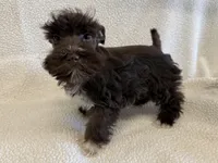 Penny, a female Miniature Schnauzer for sale in Lexington, KY – Photo 2 of 6