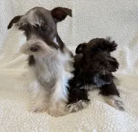 Penny, a female Miniature Schnauzer for sale in Lexington, KY – Photo 4 of 6