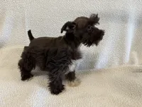 Penny, a female Miniature Schnauzer for sale in Lexington, KY – Photo 6 of 6