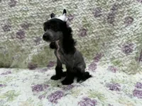 Dover , a male Chinese Crested for sale in Lexington, KY – 3 of 6
