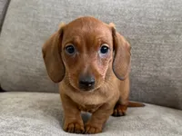 Slinky , a male Dachshund and Miniature Dachshund for sale in Lexington, KY – 6 of 6