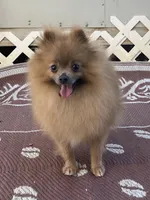 Toby, a male Pomeranian for sale in Lexington, KY – 6 of 10