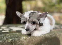 BingBong, a male Chinese Crested for sale in Lexington, KY – 2 of 7