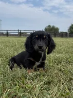 Tubby-AKc , a male Dachshund and Miniature Dachshund for sale in Lexington, KY – 5 of 8