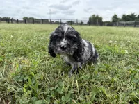 Marco , a male Cocker Spaniel for sale in Lexington, KY – 2 of 3