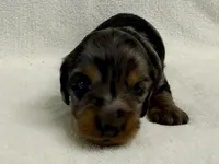 Gurty, a female Dachshund and Miniature Dachshund for sale in Lexington, KY – Photo 5 of 7