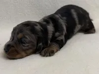 Gurty, a female Dachshund and Miniature Dachshund for sale in Lexington, KY – Photo 2 of 7