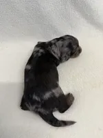 Gurty, a female Dachshund and Miniature Dachshund for sale in Lexington, KY – Photo 3 of 7