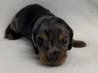 Gurty, a female Dachshund and Miniature Dachshund for sale in Lexington, KY – Photo 1 of 7