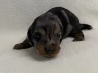 Gurty, a female Dachshund and Miniature Dachshund for sale in Lexington, KY – Photo 4 of 7