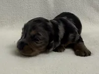 Gurty, a female Dachshund and Miniature Dachshund for sale in Lexington, KY – Photo 6 of 7