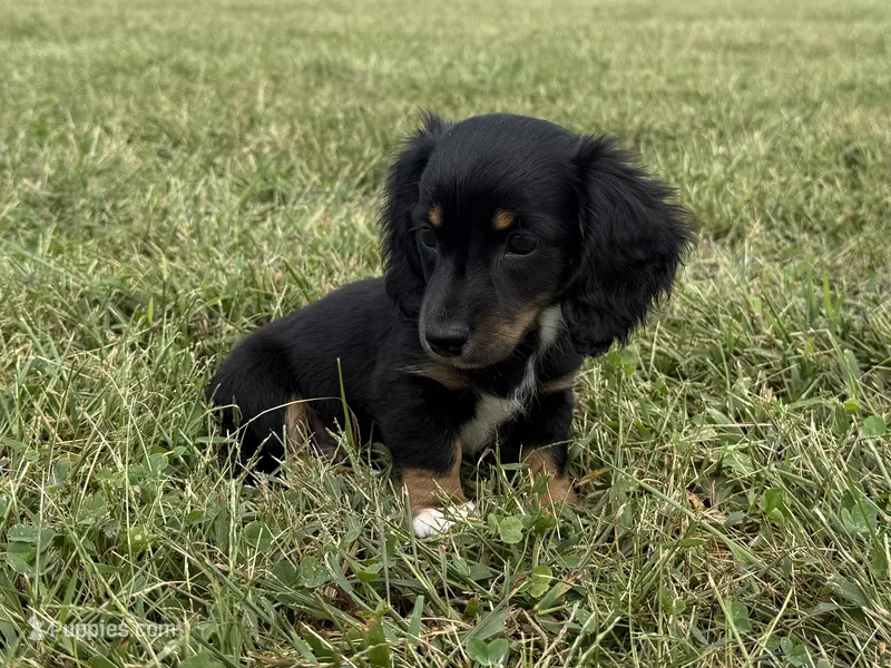 Tubby-AKc  – Dachshund, Miniature Dachshund puppy for sale in Lexington, KY