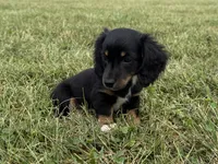 Tubby-AKc , a male Dachshund and Miniature Dachshund for sale in Lexington, KY – 1 of 8