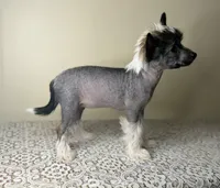 Margo , a female Chinese Crested for sale in Lexington, KY – Photo 2 of 3