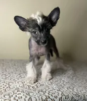 Margo , a female Chinese Crested for sale in Lexington, KY – Photo 3 of 3