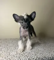 Margo , a female Chinese Crested for sale in Lexington, KY – Photo 1 of 3