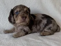 Tholly , a female Dachshund and Miniature Dachshund for sale in Lexington, KY – Photo 2 of 8