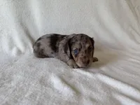 Tholly , a female Dachshund and Miniature Dachshund for sale in Lexington, KY – Photo 5 of 8