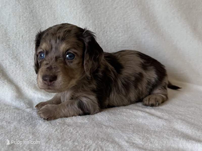 Tholly  – Dachshund, Miniature Dachshund puppy for sale in Lexington, KY