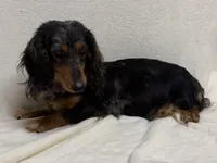 Tholly , a female Dachshund and Miniature Dachshund for sale in Lexington, KY – Photo 8 of 8